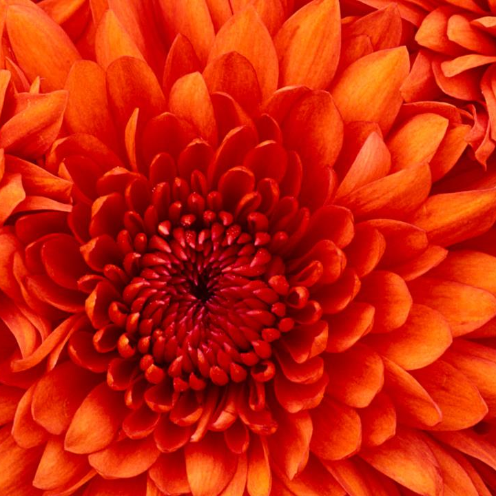 Gaddam Prameela Rani