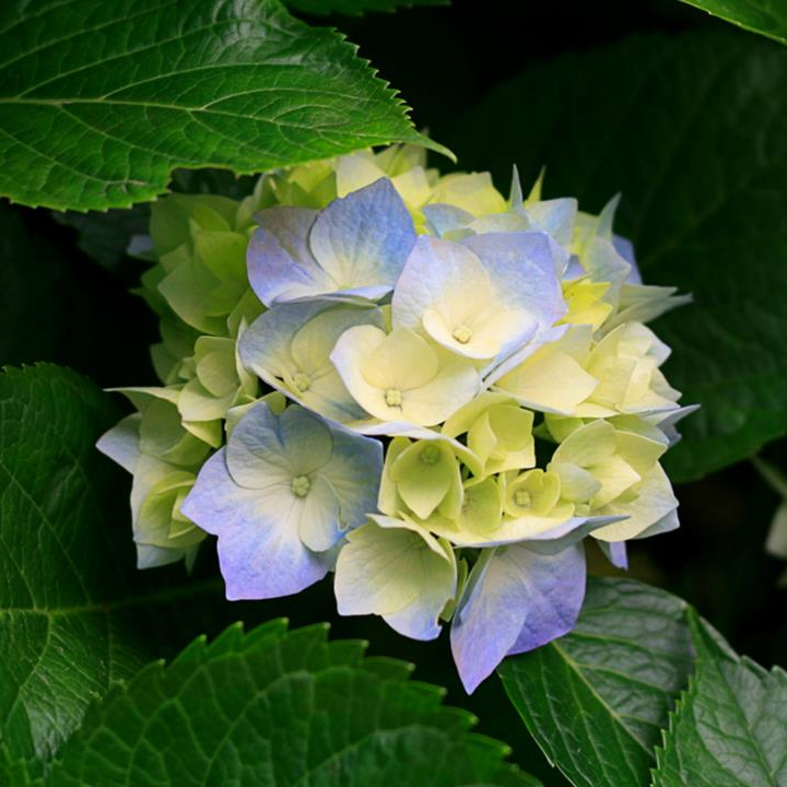 R.Raj Kumar
