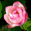Sree Priya