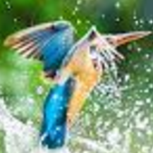 Mahebub Ali