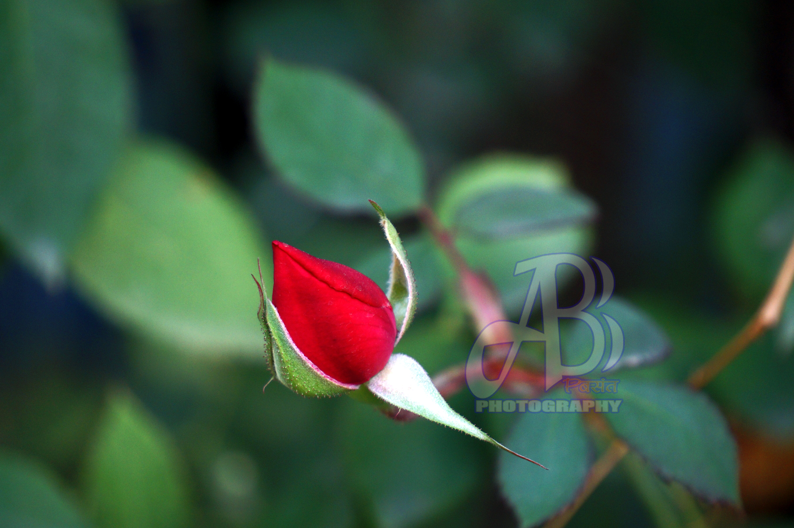 Pradeep Basant