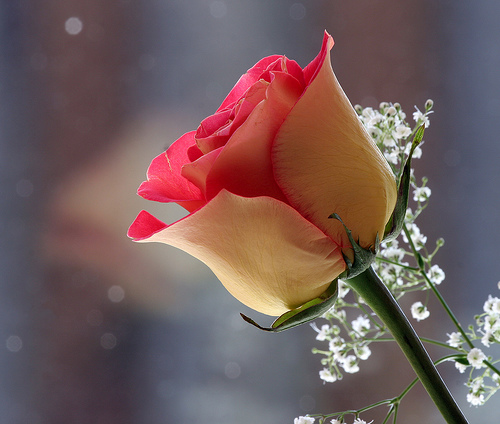 Kapil Singh