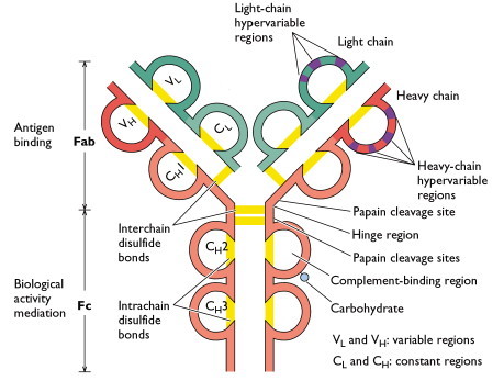 Basic Immunology